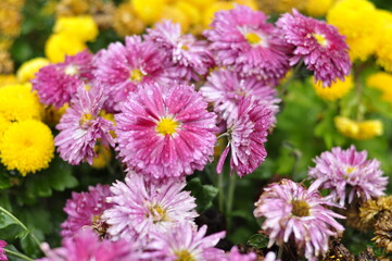 Flowers garden chrysanthemums. Chrysanthemums in the garden. 
