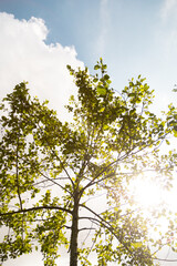 perspective from below of a flowering tree in summer, detail of branches and leaves, background of the sky and clouds, growth of nature, wallpaper