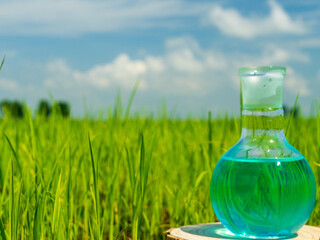 Image of a glass flask with a chemical solution on the background of young rice shoots. Glass bulb. Agrochemical solution. Chemical agent. Fertilizer. Plant protection.