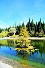 Pine in the water 'Jard&iacute;n Bot&aacute;nico - Hist&oacute;rico La Concepci&oacute;n'