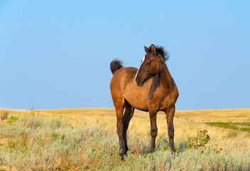 Obraz premium freedom as a state of mind