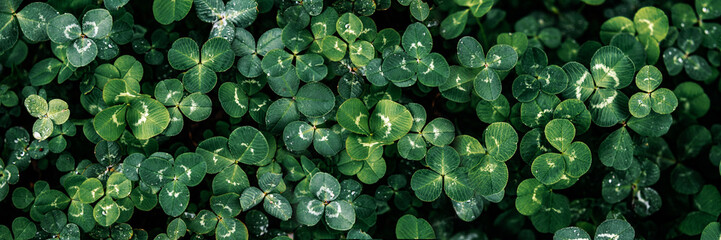 Green clover leaves natural background, St Patrick's Day banner
