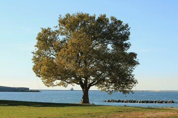 Tree on the beach. 