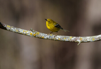 Pine Warbler Perched In Tree-4552