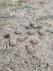 Baby turtle