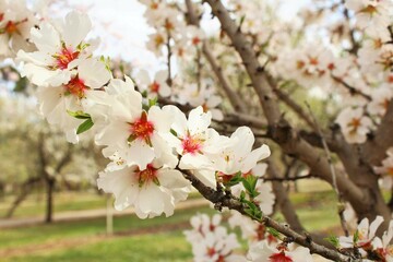 Obraz premium Almond blossom, white almond blossom in garden photo springtime background 