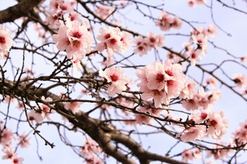 Pink almond blossom, spring background photo lower view 