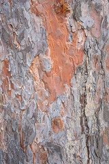pine tree bark background