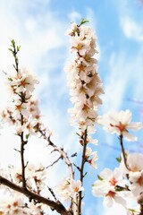 White almond blossom twigs and leave vertical photo on blue sky background