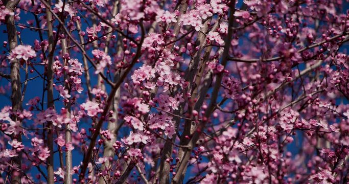 Arbre en fleur le printemps arrive