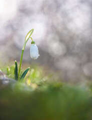 Spring flower snowdrop (Galanthus nivalis) blooming in a beautiful sunny day Spring season