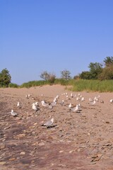 Flock of seagulls on beach.