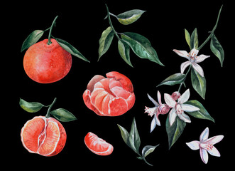 Set of watercolor citrus elements. Watercolor orange and  flowers