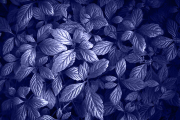 Creative purple violet leaves pattern and art background