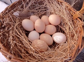 eggs in a nest