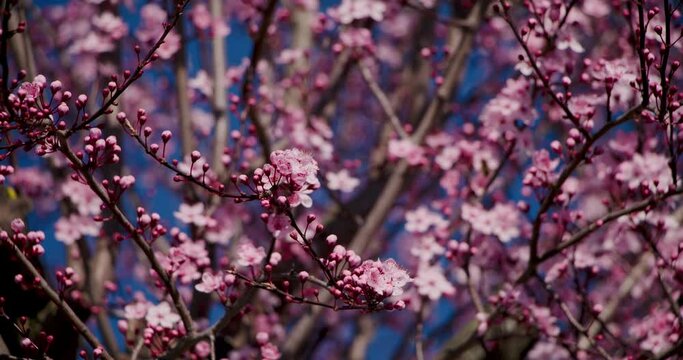 Arbre en fleur le printemps arrive