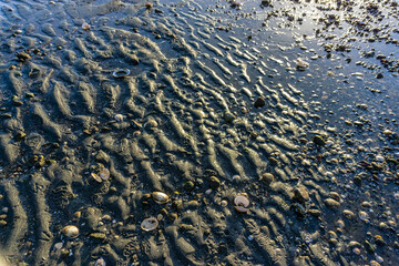 Shoreline Sand Ripples Close-up