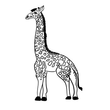 Vector hand drawn giraffe sketch, black lines on white background