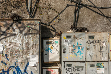 Russian street cats lying in the sun on a winter day on old electrical cabinets painted by street hooligans