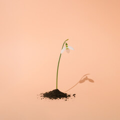 Snowdrop flower in the ground with a shadow on an orange background. Minimal spring composition layout.