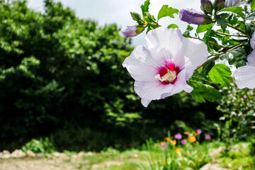 Mugunghwa South Korea's National Flower in Bloom against Summer Forest 