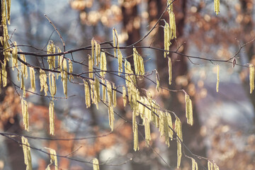 branches of a tree