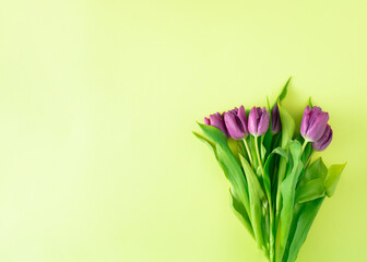 Elegant purple tulips lie on a yellow background. Minimal spring flat lay compsition.