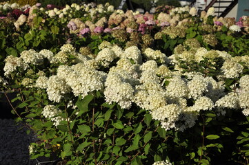Garden flowers are blooming. Hydrangea. Blooming flowers and plants. 