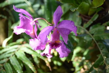 Orchidée mauve