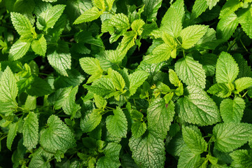 Hojas de toronjil ángulo cenital, hojas verdes, hierbas medicinales   