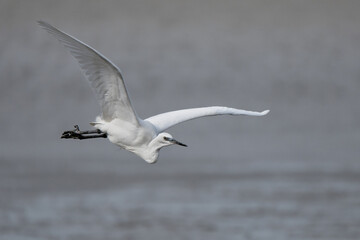 Flamingos, egrets and spoonbills in flight
