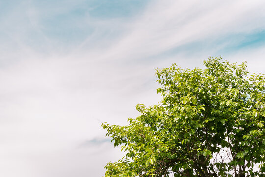 Cielo con nubes difusas estratos, con copa de &aacute;rbol verde de caiques 