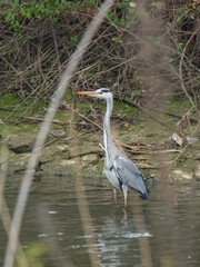 Flamingos, egrets and spoonbills in flight