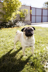 Obraz premium a young beautiful dog of the pug breed walks on the street and runs along the green grass
