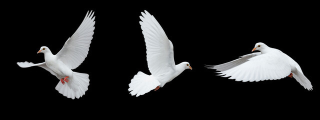 White dove flying isolated on black background and Clipping path. freedom on international day of peace concept - obrazy, fototapety, plakaty