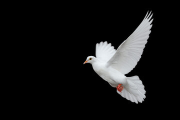 White dove flying isolated on black background and Clipping path. freedom on international day of...