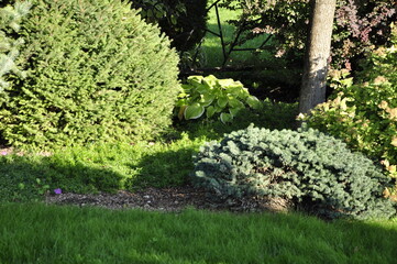 Garden flowers are blooming. Blooming flowers and plants. 