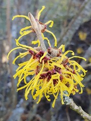 Witch-hazel (Hamamelis) flowering in late winter