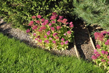 Garden flowers are blooming. Blooming flowers and plants. 