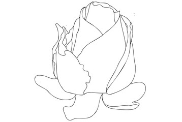 Rose bud outline illustration, blooming line art rose with black thin line.
