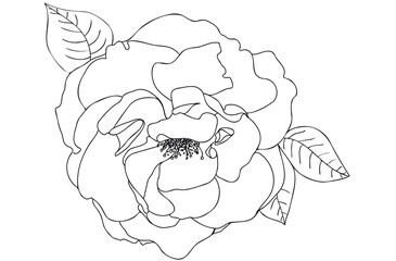 Black line art rose vector illustration. Contour rose drawing with leaves isolated on white background.