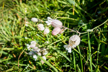 Bladder Campion - Silene Vulgaris - close-up view in Haute Savoie, France