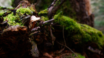 mushroom with moss near a tree stump