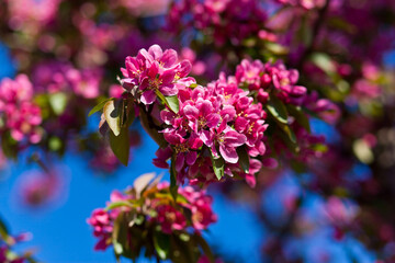 pink flower apple tree garden sky