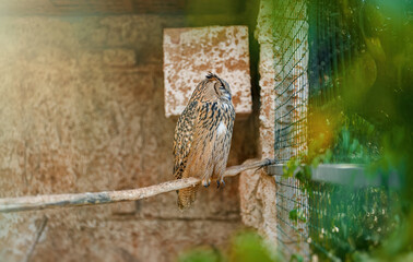 Owl sleeping at the zoo.