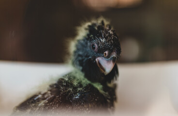 Little cockatoo chick in the zoo.