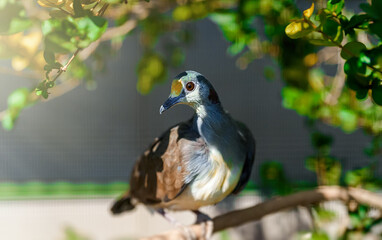Sulawesi ground dove or yellow-breasted ground dove. Gallicolumba tristigmata.