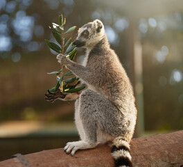 Obraz premium Portrait of lemur eating in national park. Lemuroidea.