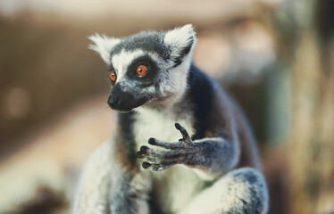 Portrait of lemur in national park. Lemuroidea.