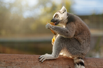 Portrait of lemur eating in national park. Lemuroidea.